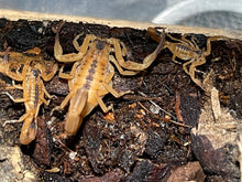 Load image into Gallery viewer, Tityus stigmurus