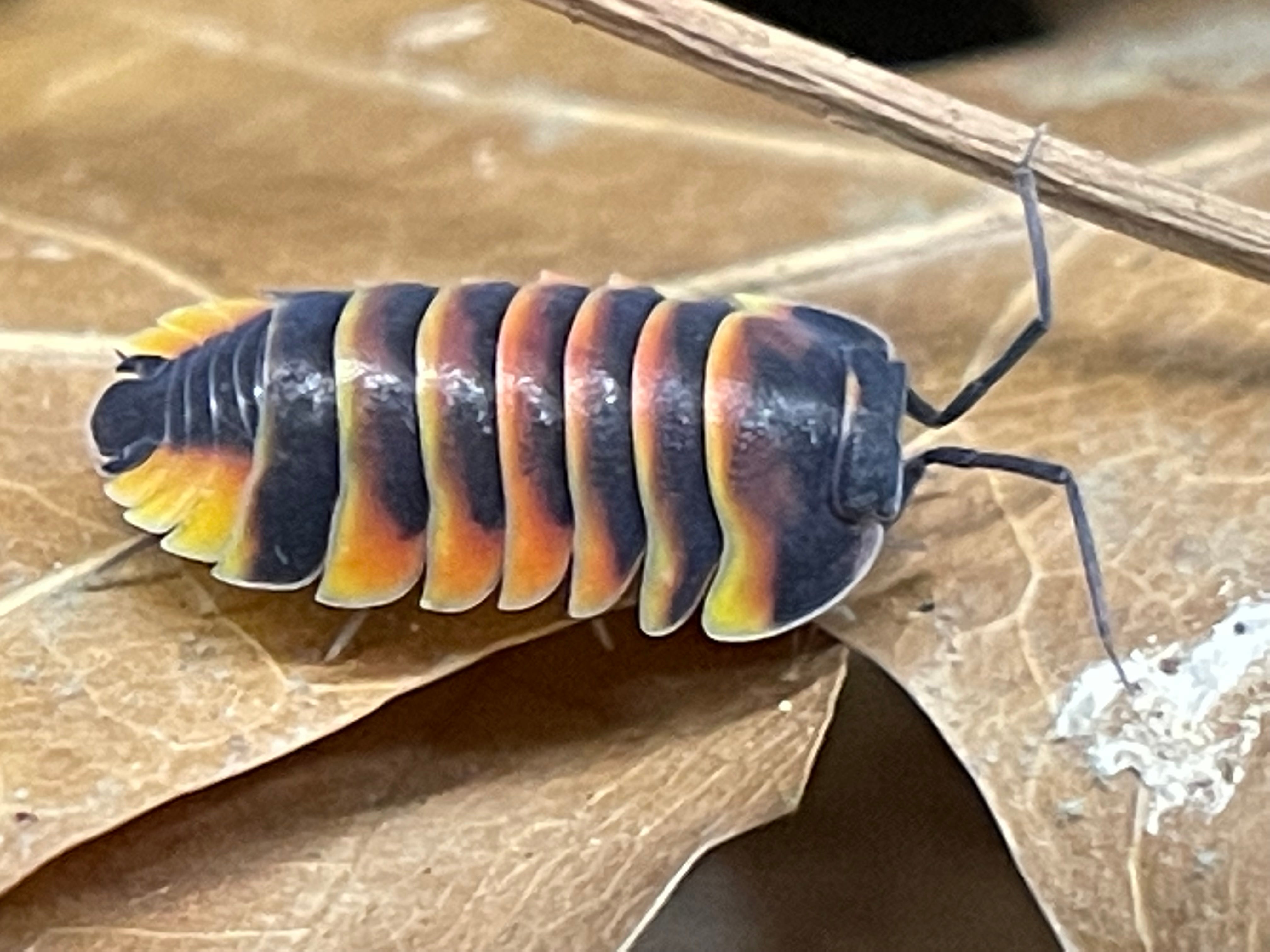 Bioactive (Isopods & Springtails) – US Invertebrate LLC