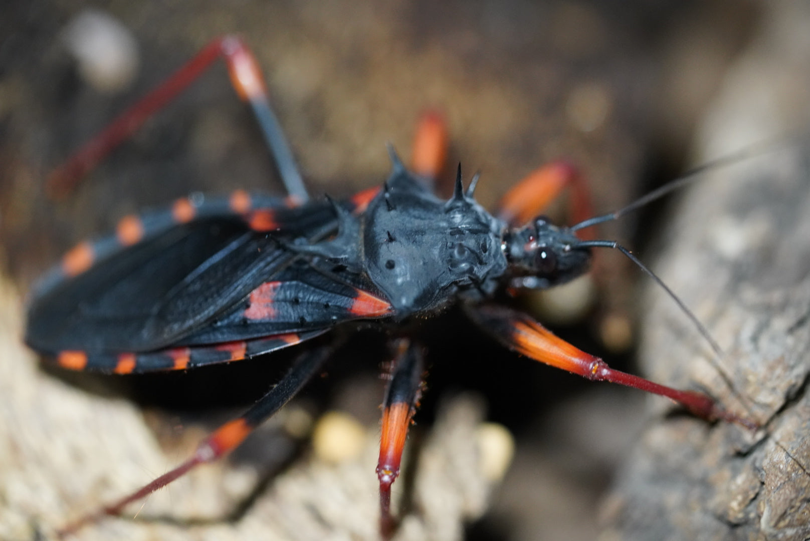 Insect Roces Beetles, True Insects & Roaches – US Invertebrate LLC