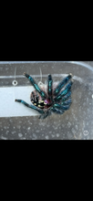 Load image into Gallery viewer, Typhochlaena seladonia (Brazilian Jewel Tarantula)
