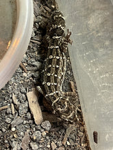Load image into Gallery viewer, Hemidactylus imbricatus (Carrot-Tail Viper Gecko)
