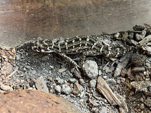Load image into Gallery viewer, Hemidactylus imbricatus (Carrot-Tail Viper Gecko)
