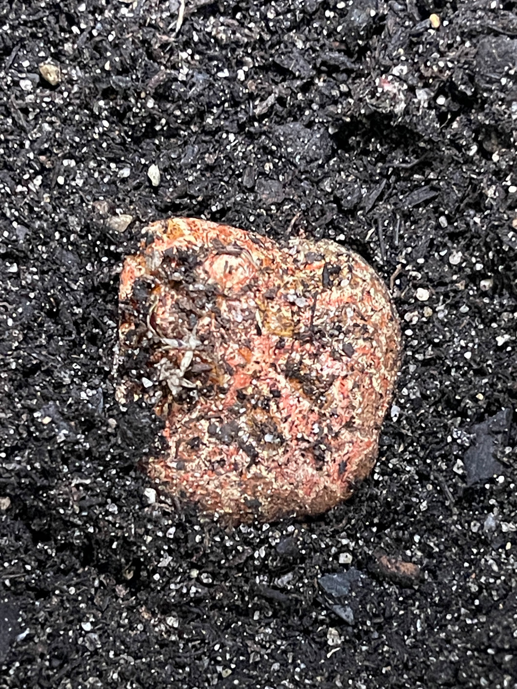 Ceratophrys cranwelli (Pacman Frog