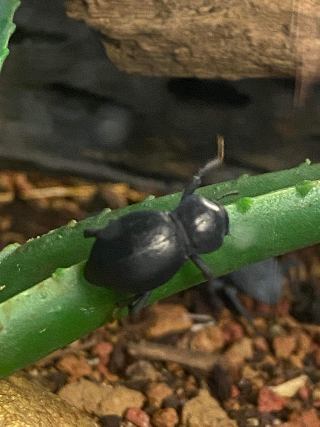 5 pack Asbolus death feigning beetles
