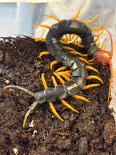 Load image into Gallery viewer, Scolopendra heros castaneiceps (Red Headed centipede)
