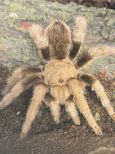 Load image into Gallery viewer, Aphonopelma chalcodes (Arizona blonde)
