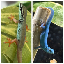 Load image into Gallery viewer, Lygodactylus Williamsi (Electric blue day gecko)
