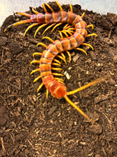 Load image into Gallery viewer, Scolopendra galapagoensis Orange
