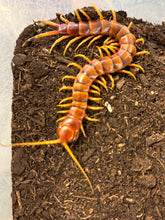 Load image into Gallery viewer, Scolopendra galapagoensis Orange
