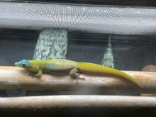 Load image into Gallery viewer, Blue Hawaiian Gold Dust Day Gecko “Phelsuma laticauda”
