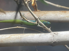 Load image into Gallery viewer, Blue Hawaiian Gold Dust Day Gecko “Phelsuma laticauda”
