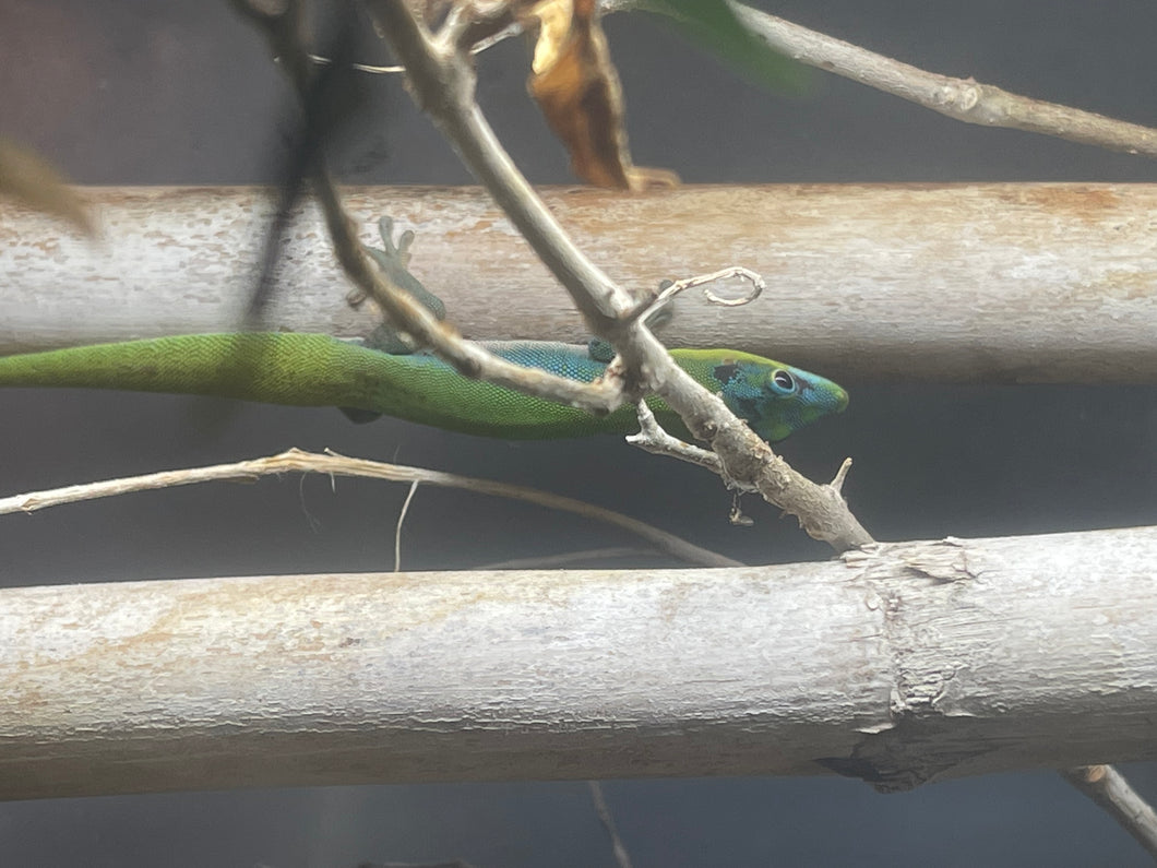 Blue Hawaiian Gold Dust Day Gecko “Phelsuma laticauda”