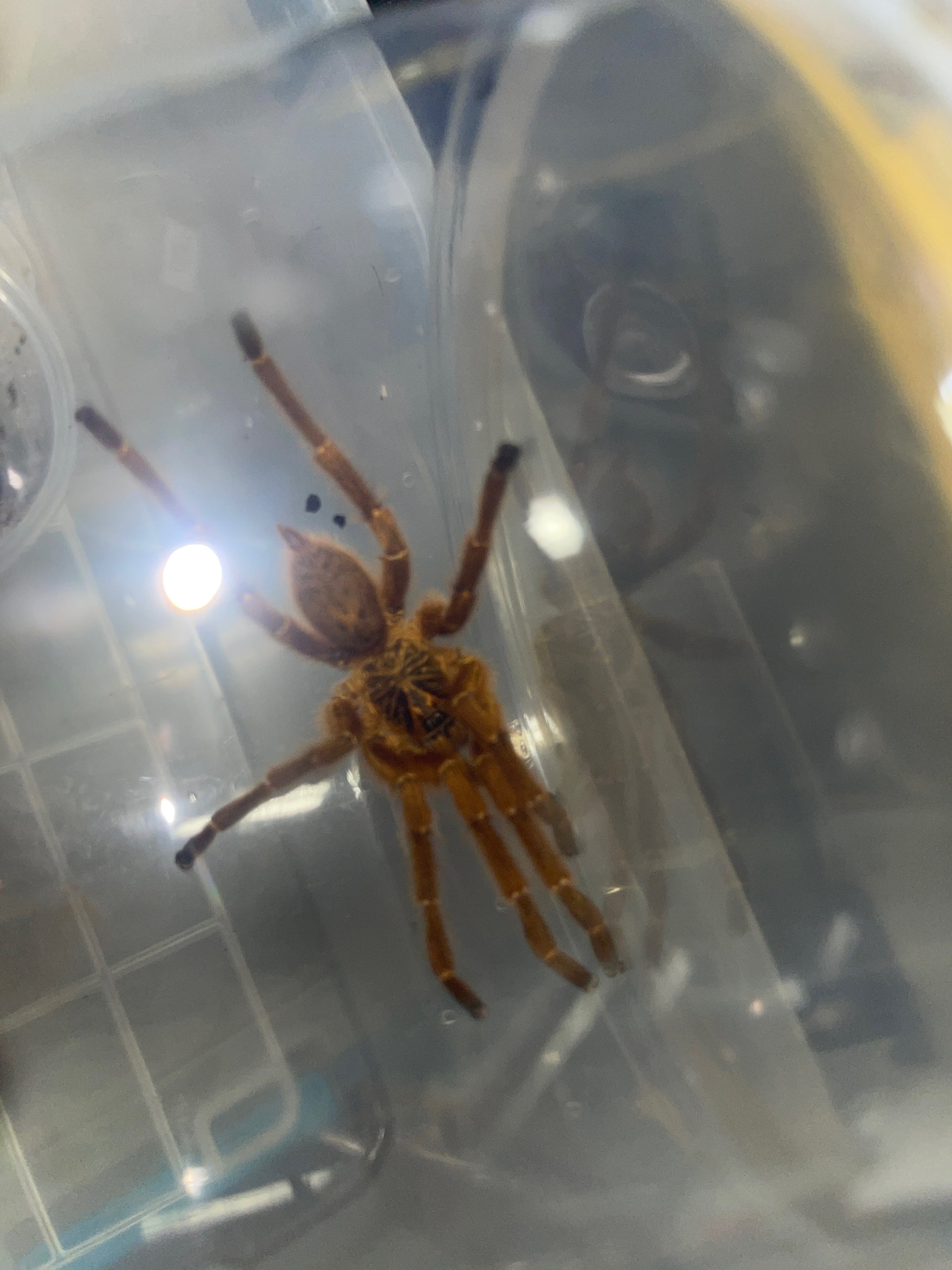 Pterinochilus murinus (Orange Baboon Tarantula) – US Invertebrate LLC
