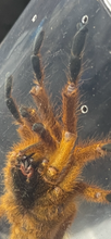 Load image into Gallery viewer, Pterinochilus murinus (Orange Baboon Tarantula)
