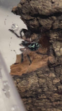 Load and play video in Gallery viewer, Typhochlaena seladonia (Brazilian Jewel Tarantula)

