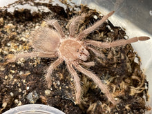 Load image into Gallery viewer, Lasiodor parahybana &quot;Brazilian salmon pink birdeater&quot;
