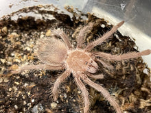 Load image into Gallery viewer, Lasiodor parahybana &quot;Brazilian salmon pink birdeater&quot;
