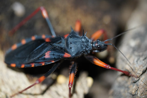 Paththeyaa Insect Beetles, True Insects & Roaches – US Invertebrate LLC