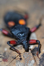 Load image into Gallery viewer, Platymeris sp. Mombo (Orange spotted assassin bug)
