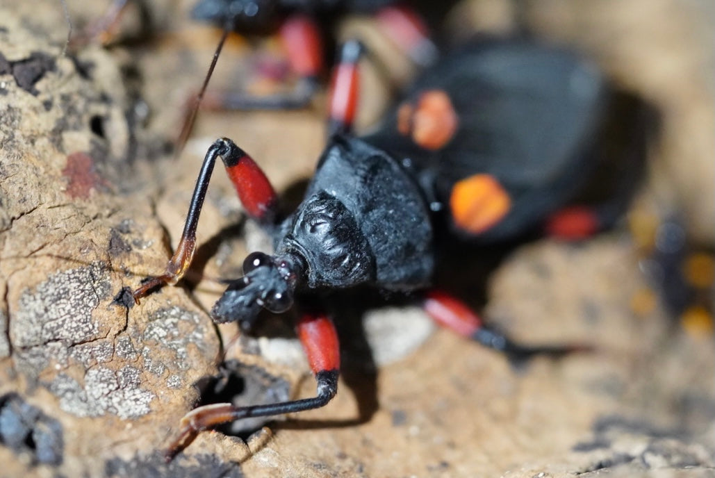 Platymeris sp. Mombo (Orange spotted assassin bug)
