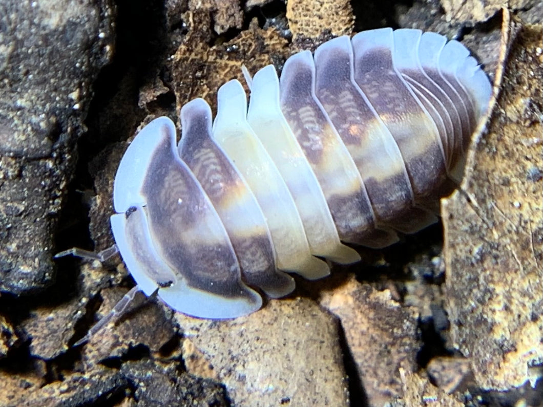 Cubaris sp. Cappuccino