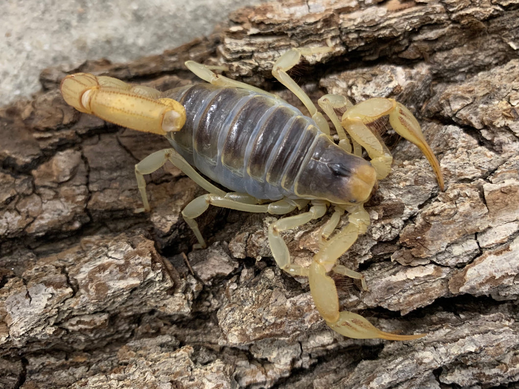 Hadrurus arizonensis (Giant desert hairy scorpion)