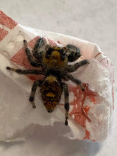 Load image into Gallery viewer, Phidippus regius (Regal Jumping Spider)

