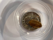 Load image into Gallery viewer, Dubia Roach Live Feeders
