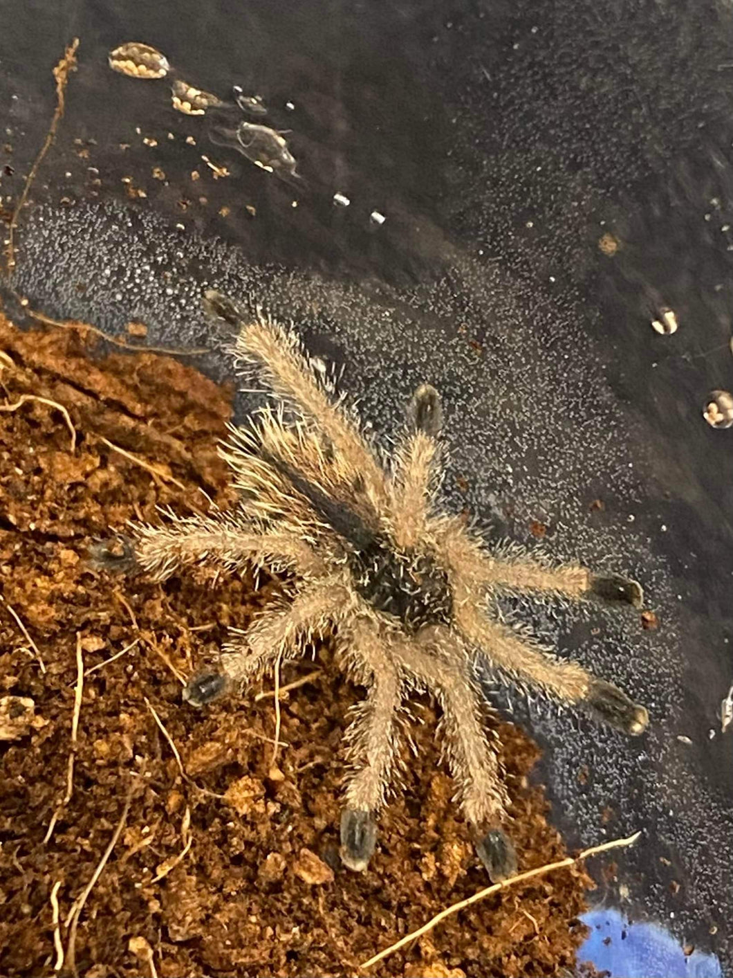 Avicularia variegata