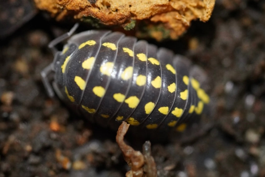 Armadillidium gestroi