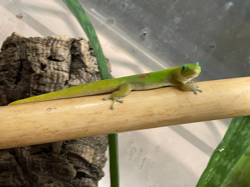 Gold Dust Day Gecko “Phelsuma laticauda”