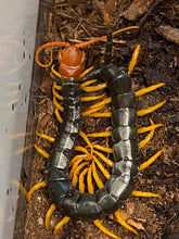 Load image into Gallery viewer, Scolopendra castaneiceps (Red Head Hero)
