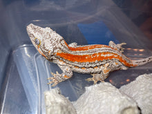 Load image into Gallery viewer, Rhacodactylus articulatus (Gargoyle Gecko)
