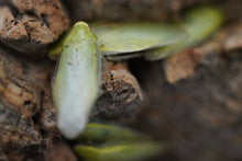 Load image into Gallery viewer, Panchlora nivea “Tuscaloosa” Green Banana Roach
