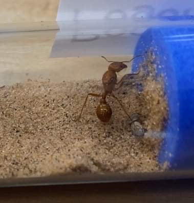 Pogonomyrmex californicus (Harvest Ant Queen)