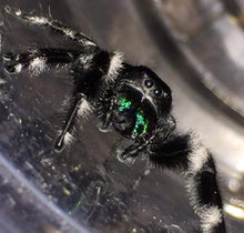 Load image into Gallery viewer, Phidippus regius (Regal Jumping Spider)
