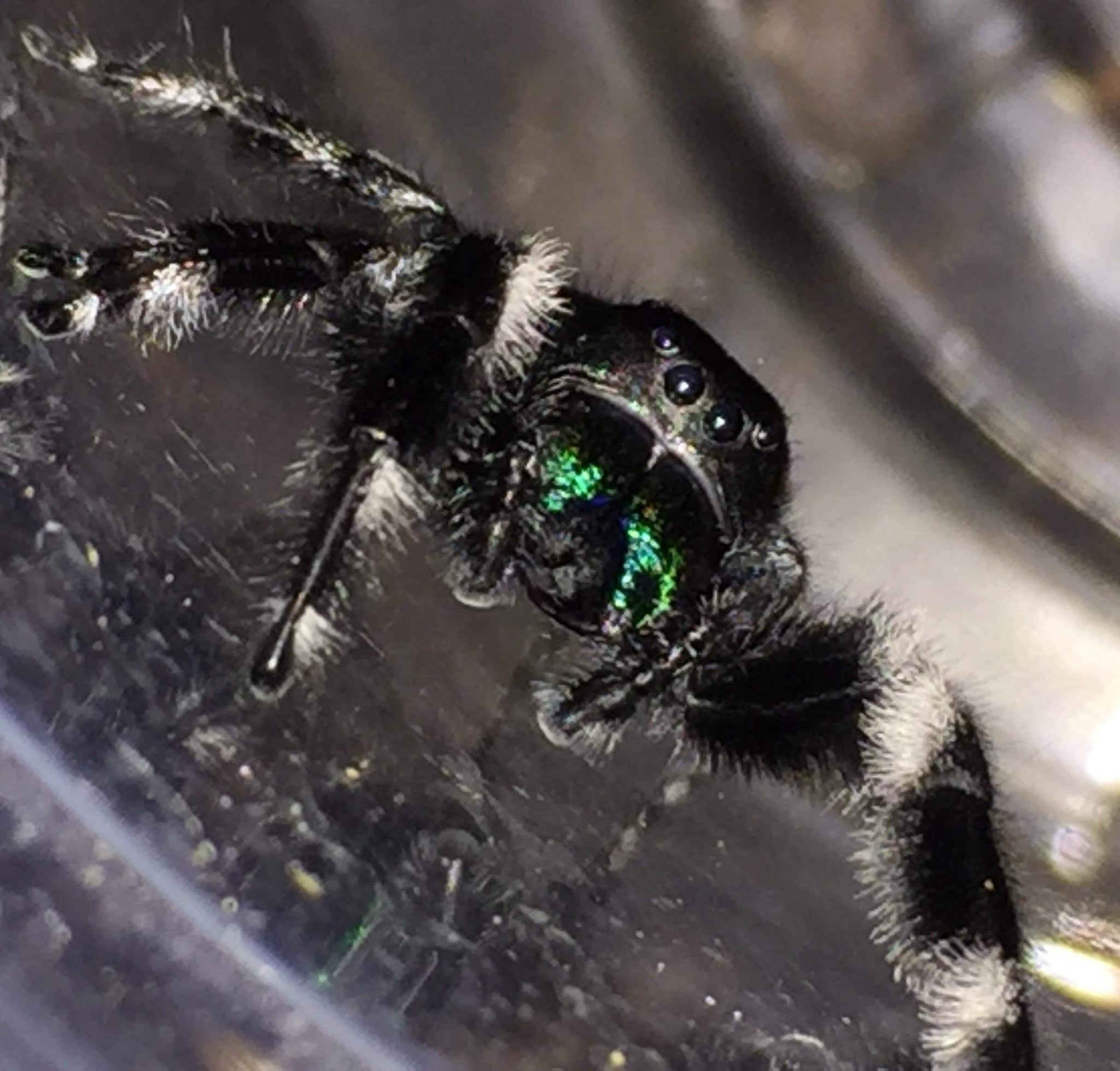 リーガルジャンピングスパイダー キューバ産 セール中 Phidippus regius (Cuba) 幼体４匹