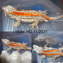 Load image into Gallery viewer, Rhacodactylus articulatus (Gargoyle Gecko)
