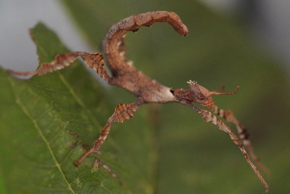 Extatosoma Tiaratum