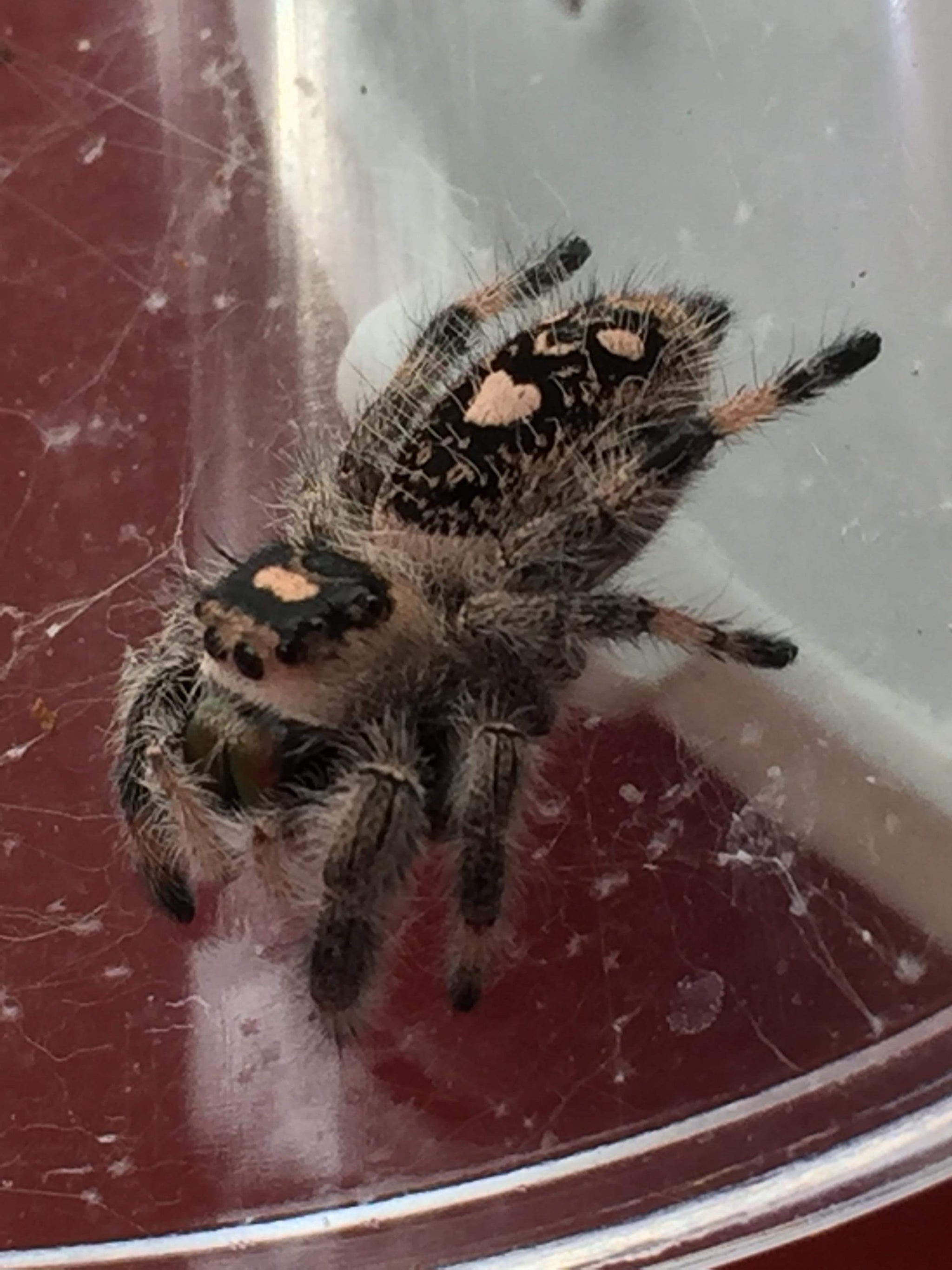 リーガルジャンピングスパイダー キューバ産 セール中 Phidippus regius (Cuba) 幼体４匹