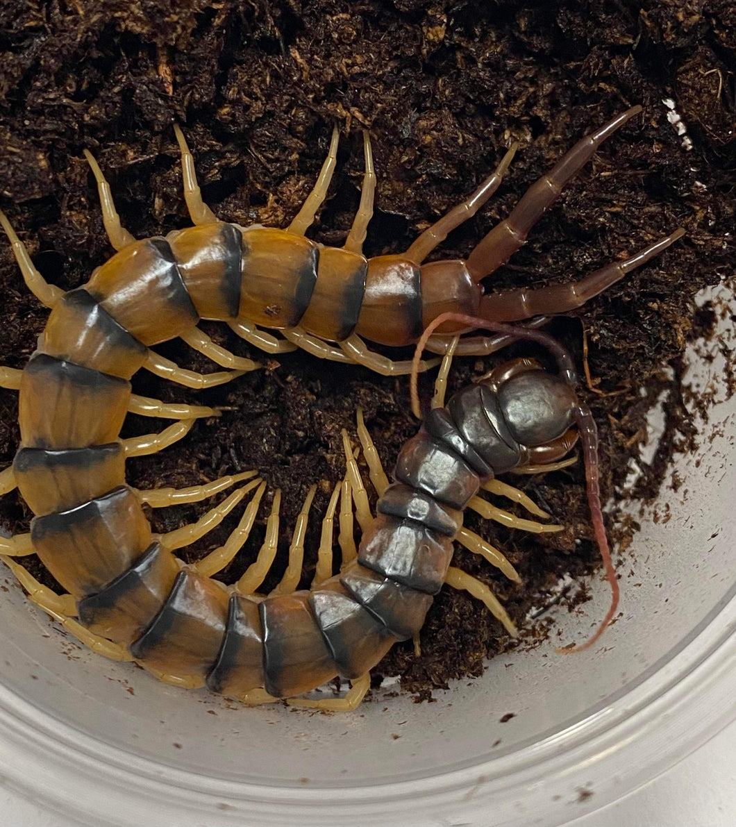 Scolopendra polymorpha (Tiger Centipede)