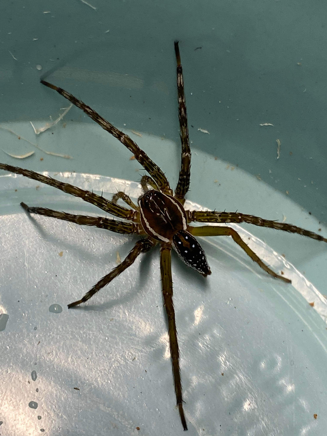 Dolomedes triton (Six Spotted Fishing Spider)