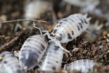Load image into Gallery viewer, Porcellio Laevis “Dairy Cow”
