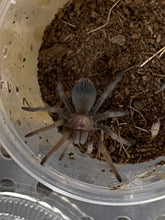 Load image into Gallery viewer, Aphonopelma chalcodes (Arizona blonde)
