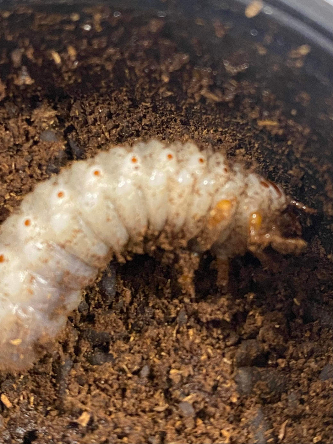 Goliathus orientalis royal Goliath larvae