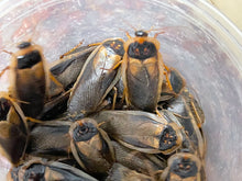 Load image into Gallery viewer, Dubia Roach Live Feeders
