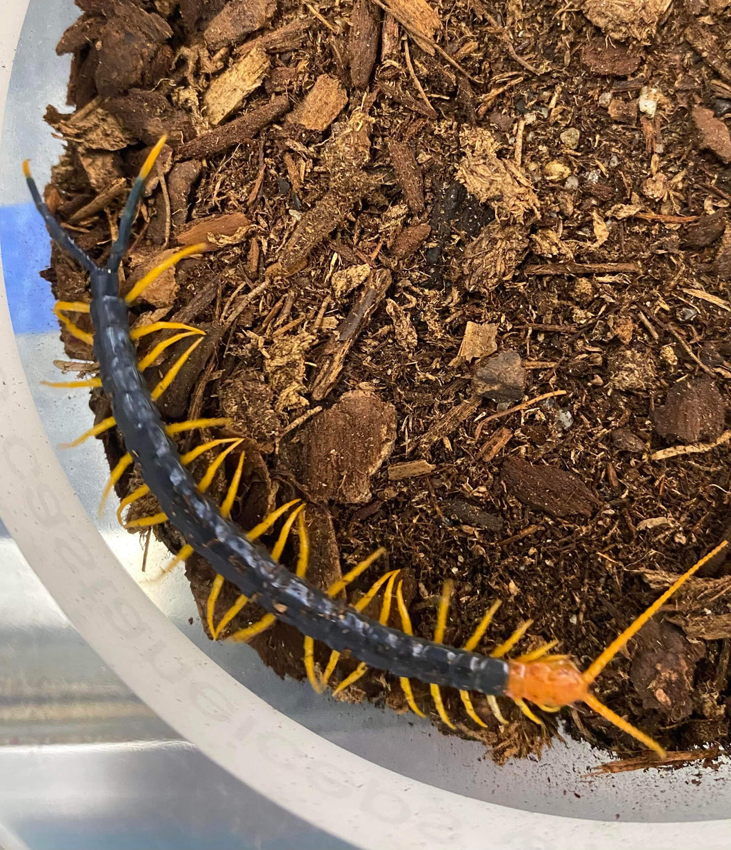 Scolopendra castaneiceps (Red Head Hero)