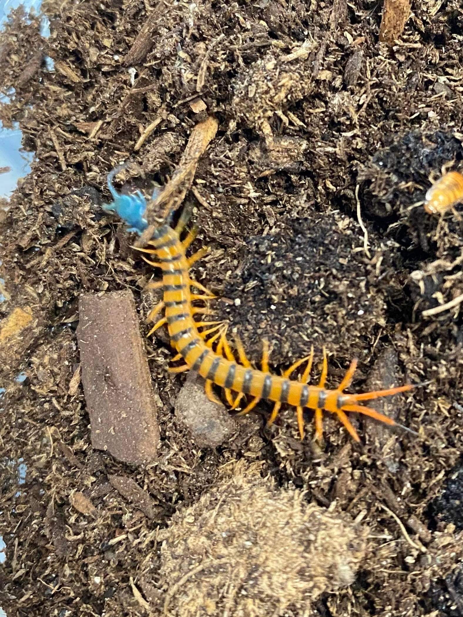 Scolopendra sp Thai Scarlet 2” – US Invertebrate LLC