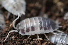 Load image into Gallery viewer, Porcellio Laevis “Dairy Cow”
