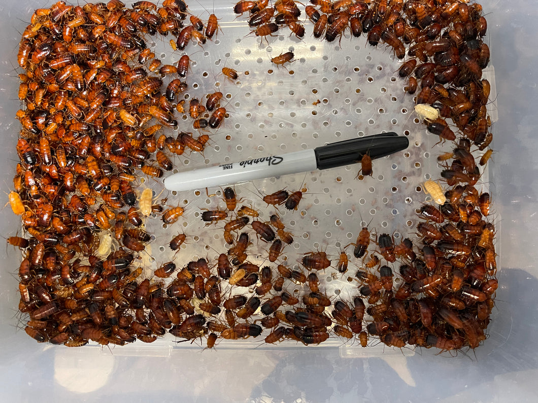 Turkestan Red Runner Roaches (Periplaneta lateralis)